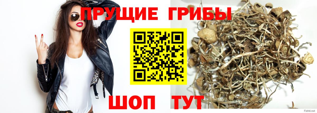 Рязань  Галлюциногенные грибы Psilocybine cubensis  Вход с VPN  Псилоцибиновые грибы Psilocybe 